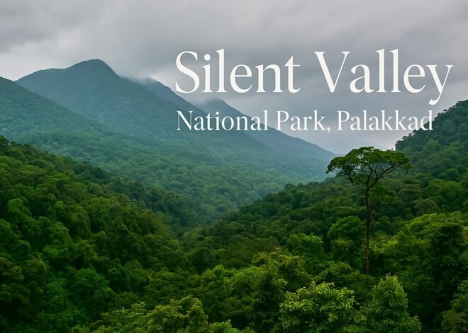 Best Time to Visit Silent Valley – Pristine National Park