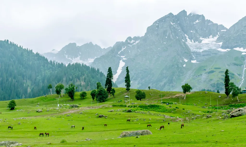 Best Time to Visit Sonamarg Meadow for Stunning Views