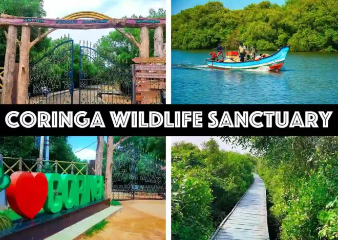 Best Time to Visit Coringa – Mangrove Forests & Wildlife