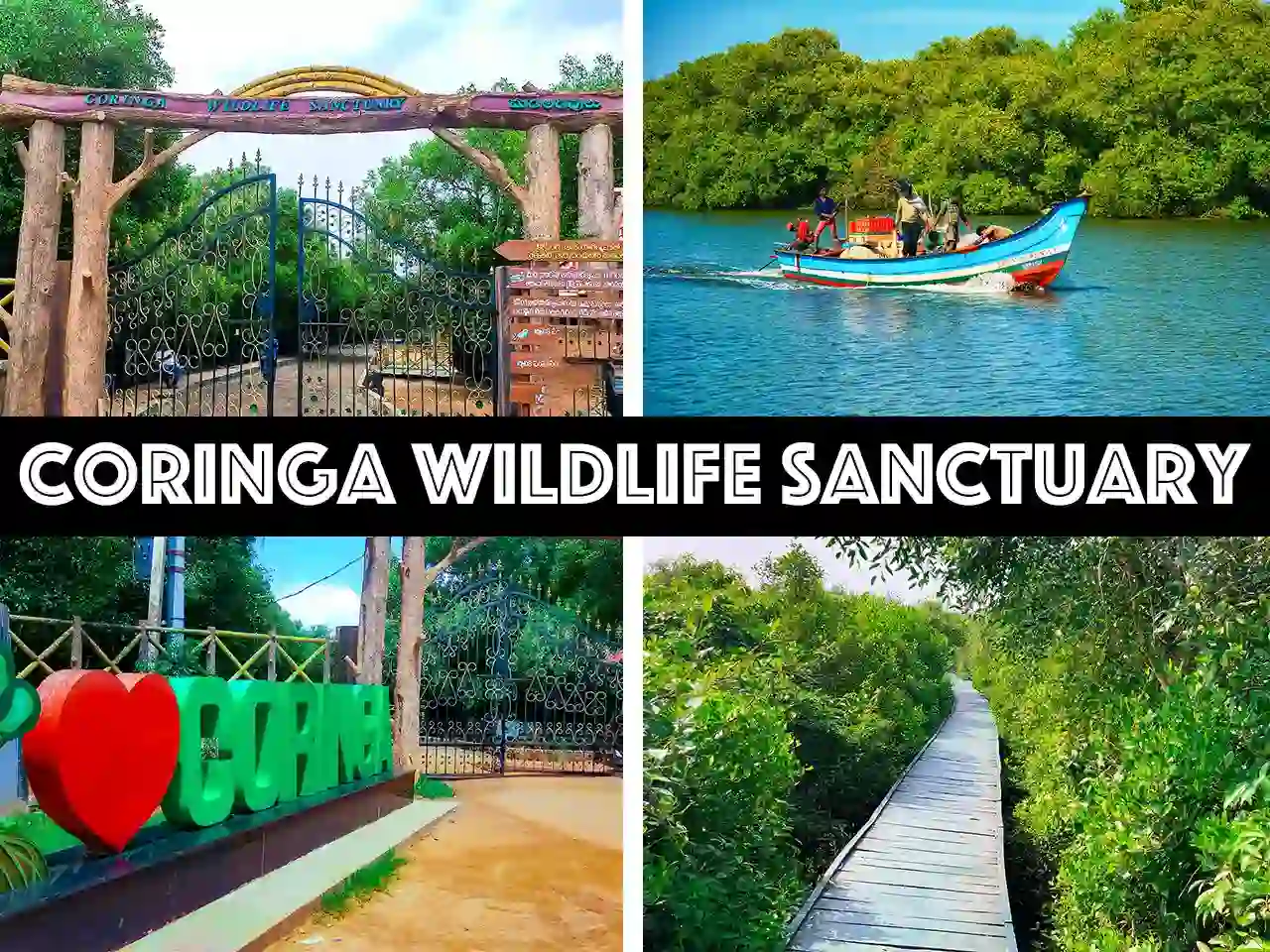 Best Time to Visit Coringa – Mangrove Forests & Wildlife