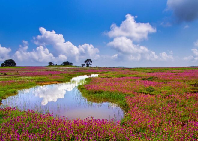 Best Time to Visit Satara – Climate, Hills & Kaas Plateau