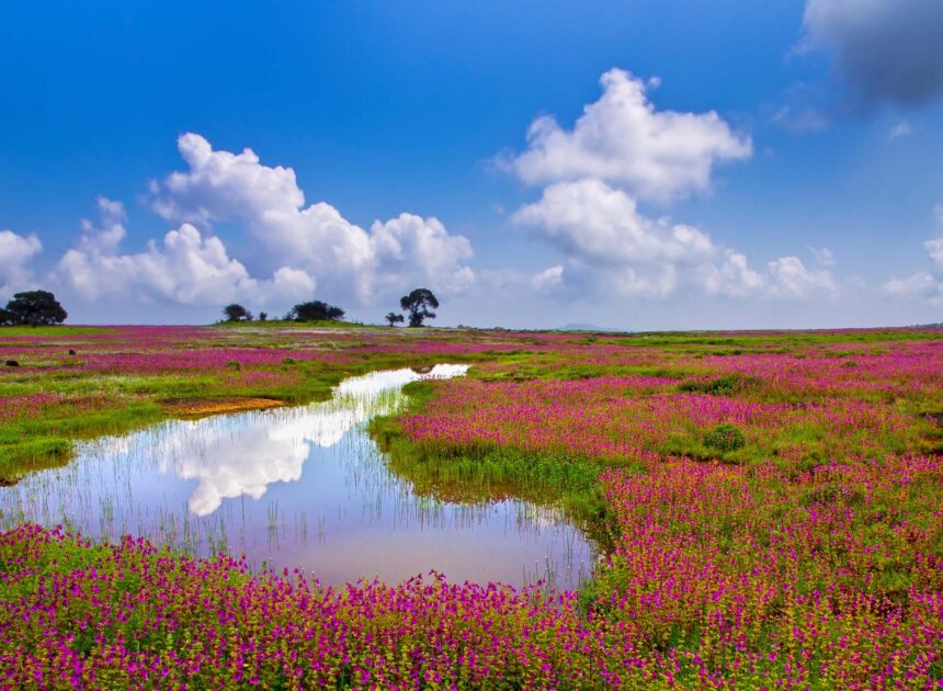 Best Time to Visit Satara – Climate, Hills & Kaas Plateau