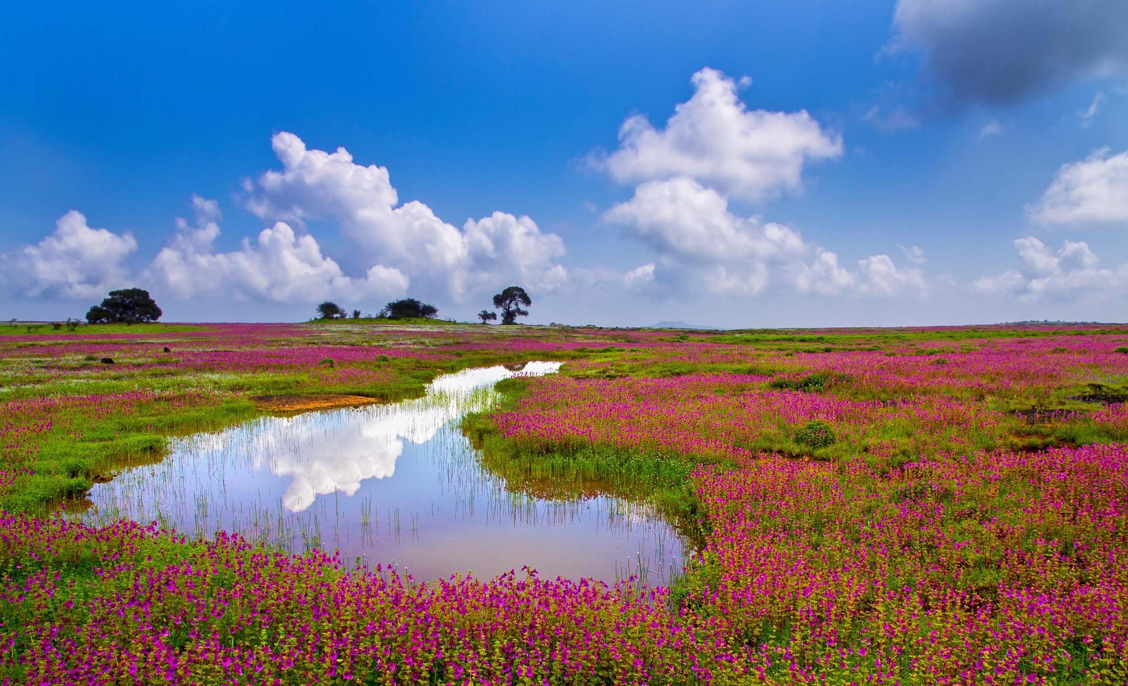 Best Time to Visit Satara – Climate, Hills & Kaas Plateau